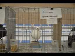 Concurso de Palomas 2012